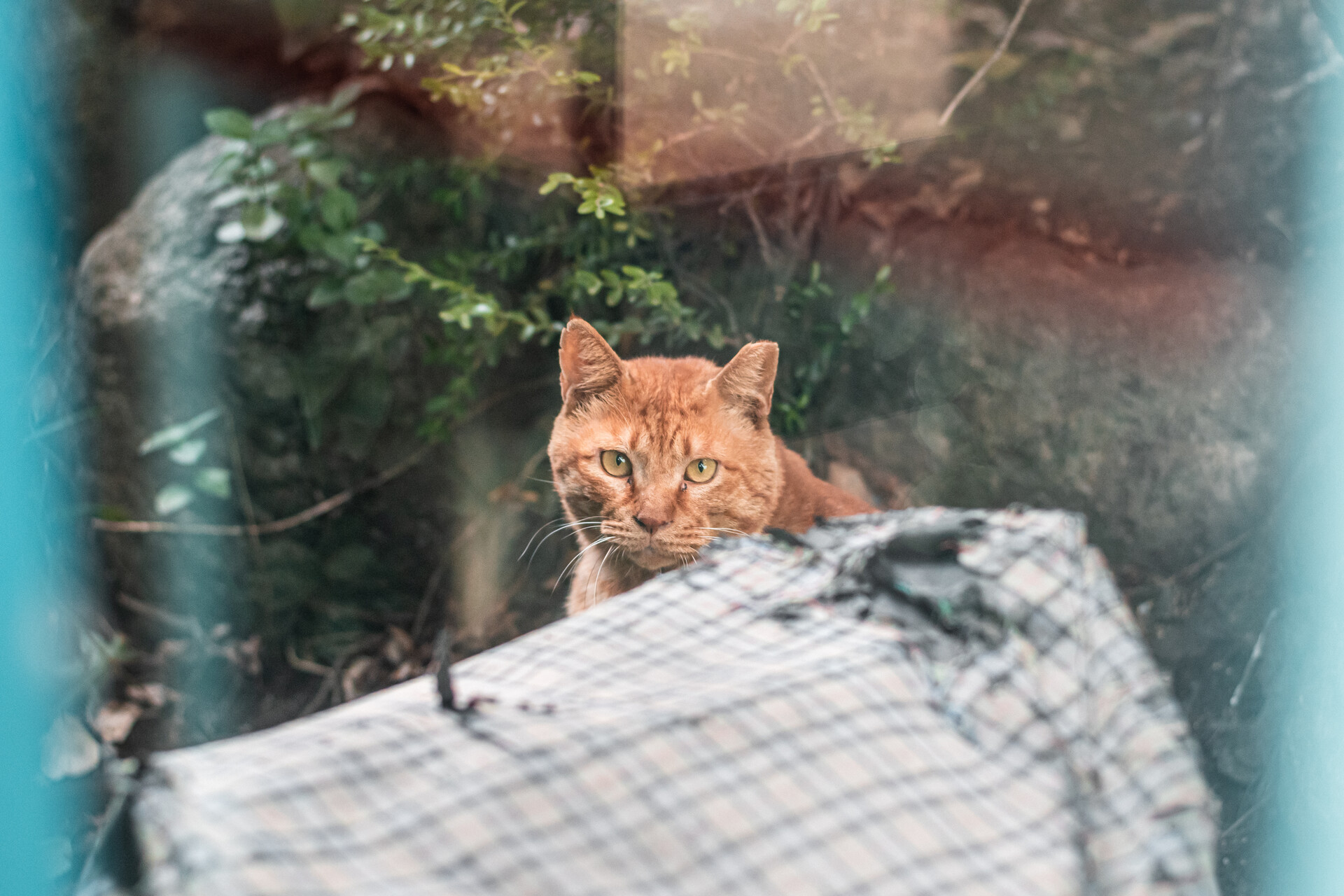 The cat of my University